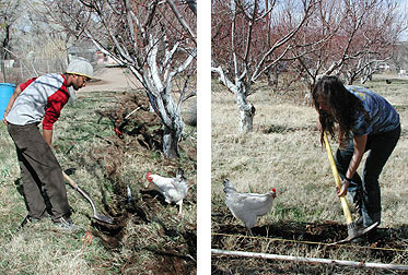 MegaFest volunteers are merely required to dig one trench each in the heat of the sun under the careful eye of a partially trained rooster