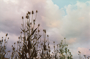 stalking-wild-sounds